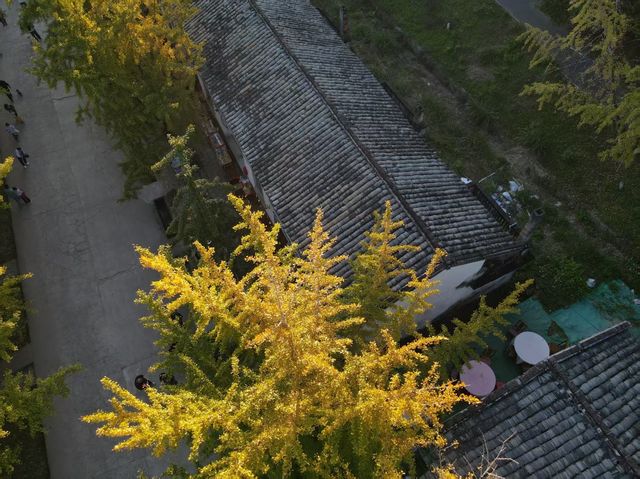 銀杏金黃遇見古建 銀杏金黃遇見古建