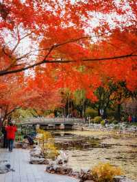 又是一年楓葉紅時魯迅公園賞楓攻略來啦！