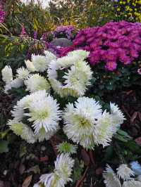 共青森林公園菊花展美翻啦