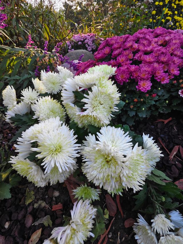 共青森林公園菊花展美翻啦 共青森林公園菊花展美翻啦