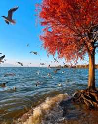 昆明冬日裡的紅色浪漫之旅,這裡的冬天不是白雪皚皚,而是被紅杉染成一片絢麗的紅色海洋~ 住宿推薦