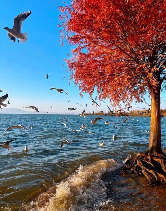 昆明冬日裡的紅色浪漫之旅,這裡的冬天不是白雪皚皚,而是被紅杉染成一片絢麗的紅色海洋~ 住宿推薦 昆明冬日裡的紅色浪漫之旅,這裡的冬天不是白雪皚皚,而是被紅杉染成一片絢麗的紅色海洋~ 住宿推薦