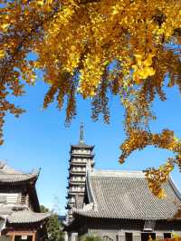 深秋的真如寺,藏著上海最溫柔的禪意