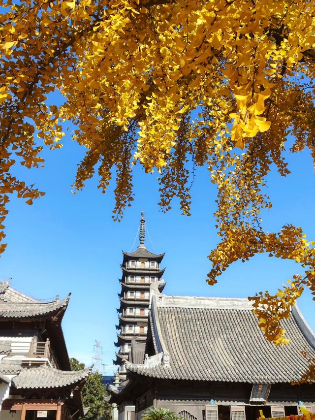 深秋的真如寺,藏著上海最溫柔的禪意 深秋的真如寺,藏著上海最溫柔的禪意