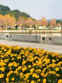 行者遊記|寧波黃金大道東錢湖Zui上鏡銀杏林