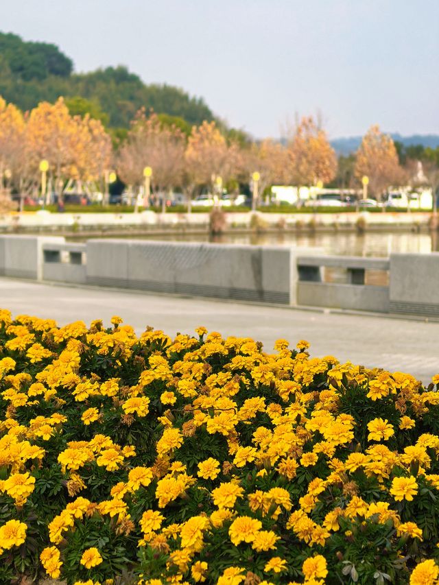 行者遊記|寧波黃金大道東錢湖Zui上鏡銀杏林 行者遊記|寧波黃金大道東錢湖Zui上鏡銀杏林