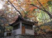 莫干山紅葉美到極致