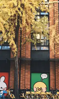 11.30實拍，局門路的銀杏都黃啦！