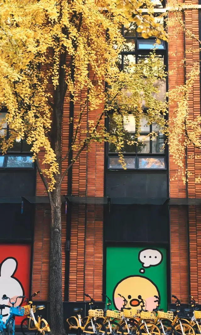 11.30實拍，局門路的銀杏都黃啦！