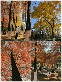 松雅湖落羽杉實況,拍照還是建議烈士公園