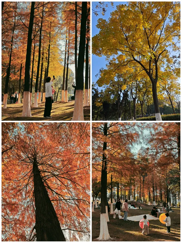 松雅湖落羽杉實況,拍照還是建議烈士公園 松雅湖落羽杉實況,拍照還是建議烈士公園