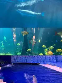 2歲寶寶,珠海長隆2天1晚遊玩攻略