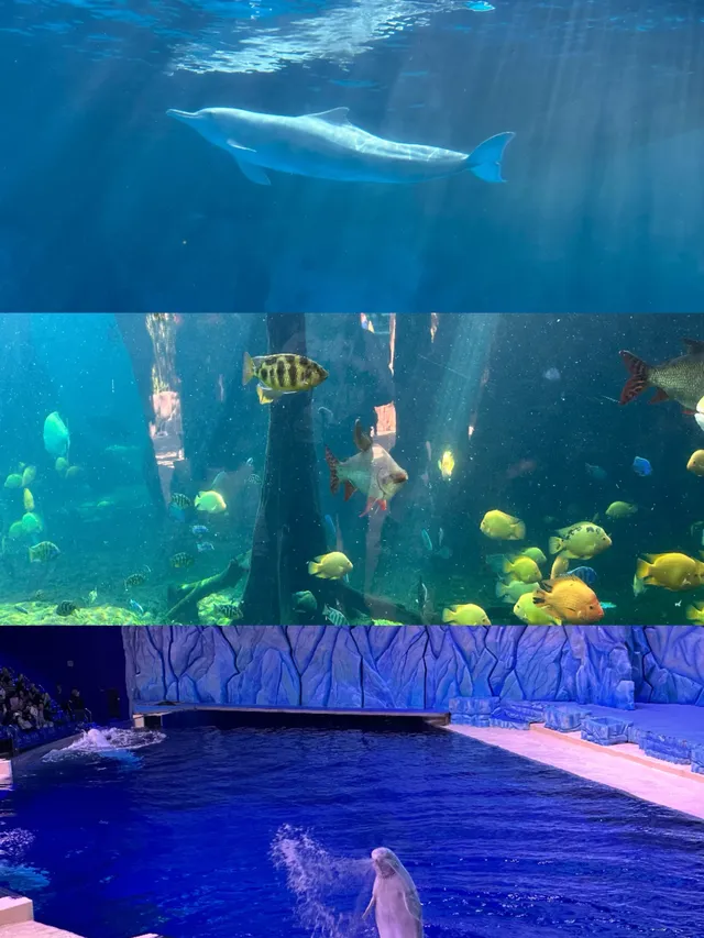 2歲寶寶,珠海長隆2天1晚遊玩攻略 2歲寶寶,珠海長隆2天1晚遊玩攻略