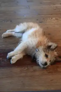 貴州|西江千戶苗寨