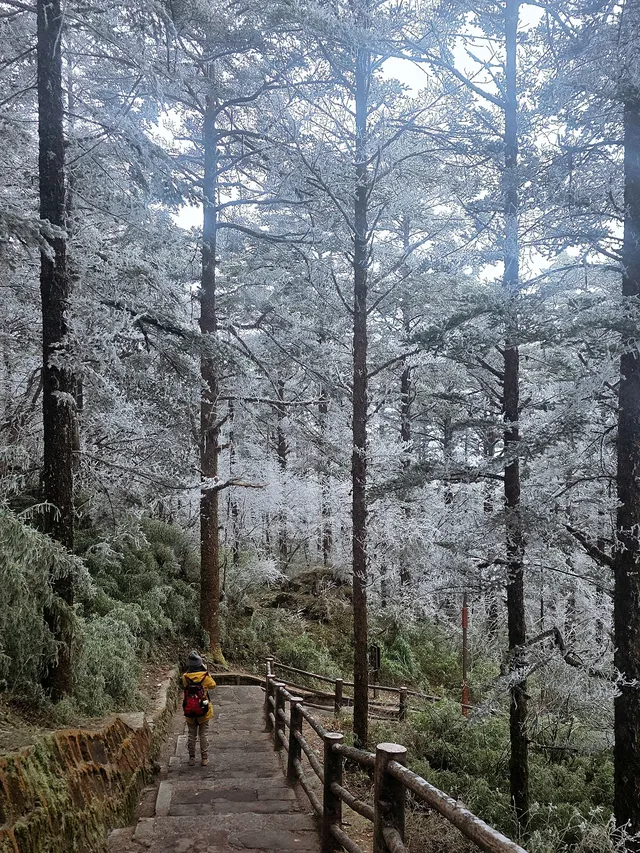 12.4實拍峨眉山的霧淞美瘋了
