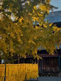 上海小眾銀杏秘境攻略