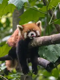 【熊貓谷青城山】輕鬆純玩一日遊