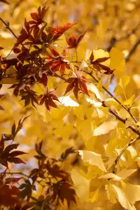 錯過等一年|川博銀杏已進入巔峰期