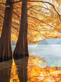 南京2天1晚 丨超詳細賞秋寶藏路線