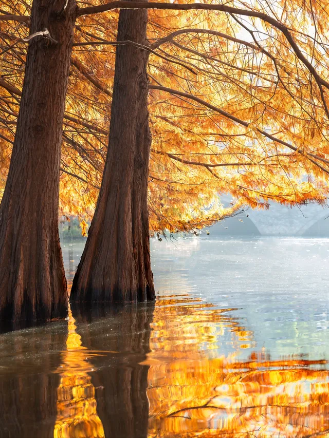 南京2天1晚 丨超詳細賞秋寶藏路線