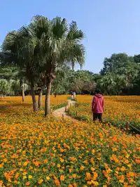 深圳羅湖市區浪漫黃色花海|東湖公園黃秋英