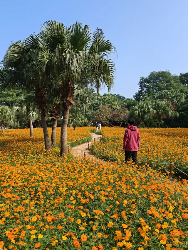 深圳羅湖市區浪漫黃色花海|東湖公園黃秋英 深圳羅湖市區浪漫黃色花海|東湖公園黃秋英