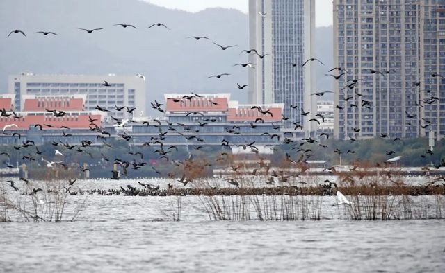 廈門版「瘋狂動物城」上線!山林湖海間,藏著人與自然共生的浪漫 廈門版「瘋狂動物城」上線!山林湖海間,藏著人與自然共生的浪漫