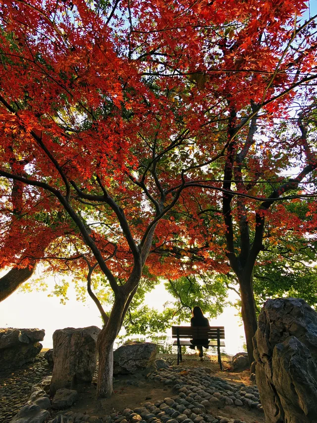 杭州紅楓反向線|3h拍爆西湖秋景~ 杭州紅楓反向線|3h拍爆西湖秋景~