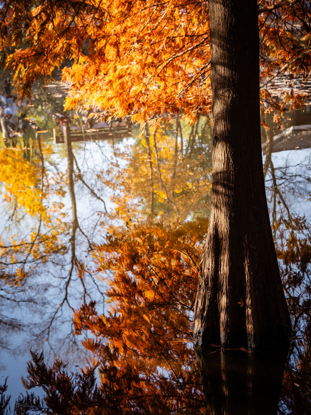 深秋的南京,一不小心闖進了油畫裡 深秋的南京,一不小心闖進了油畫裡