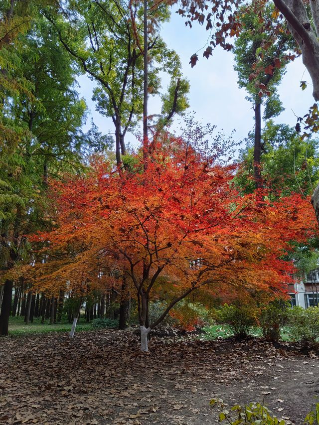 初冬暖陽下的多彩上海共青森林公園 初冬暖陽下的多彩上海共青森林公園