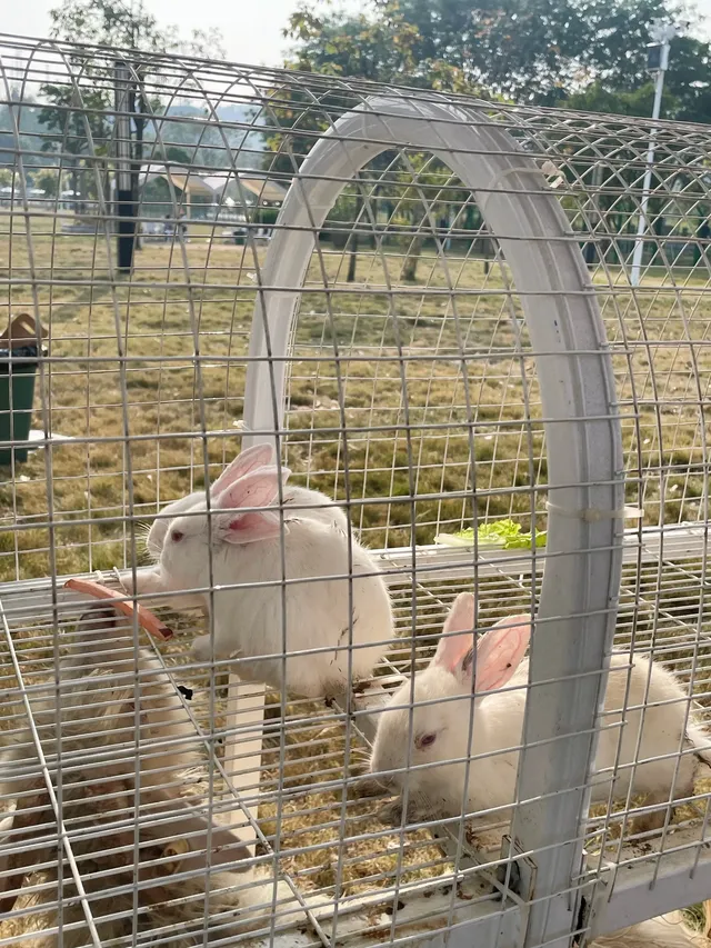 深圳寶藏親子牧場餵鹿撸兔遛娃絕了! 深圳寶藏親子牧場餵鹿撸兔遛娃絕了!