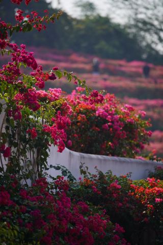 Step into the Bougainvillea Sea Dream! This Pink Paradise is Stunningly Beautiful