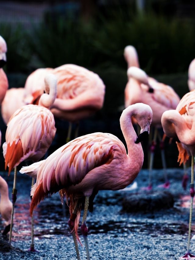 聖地亞哥必遊野生動物園