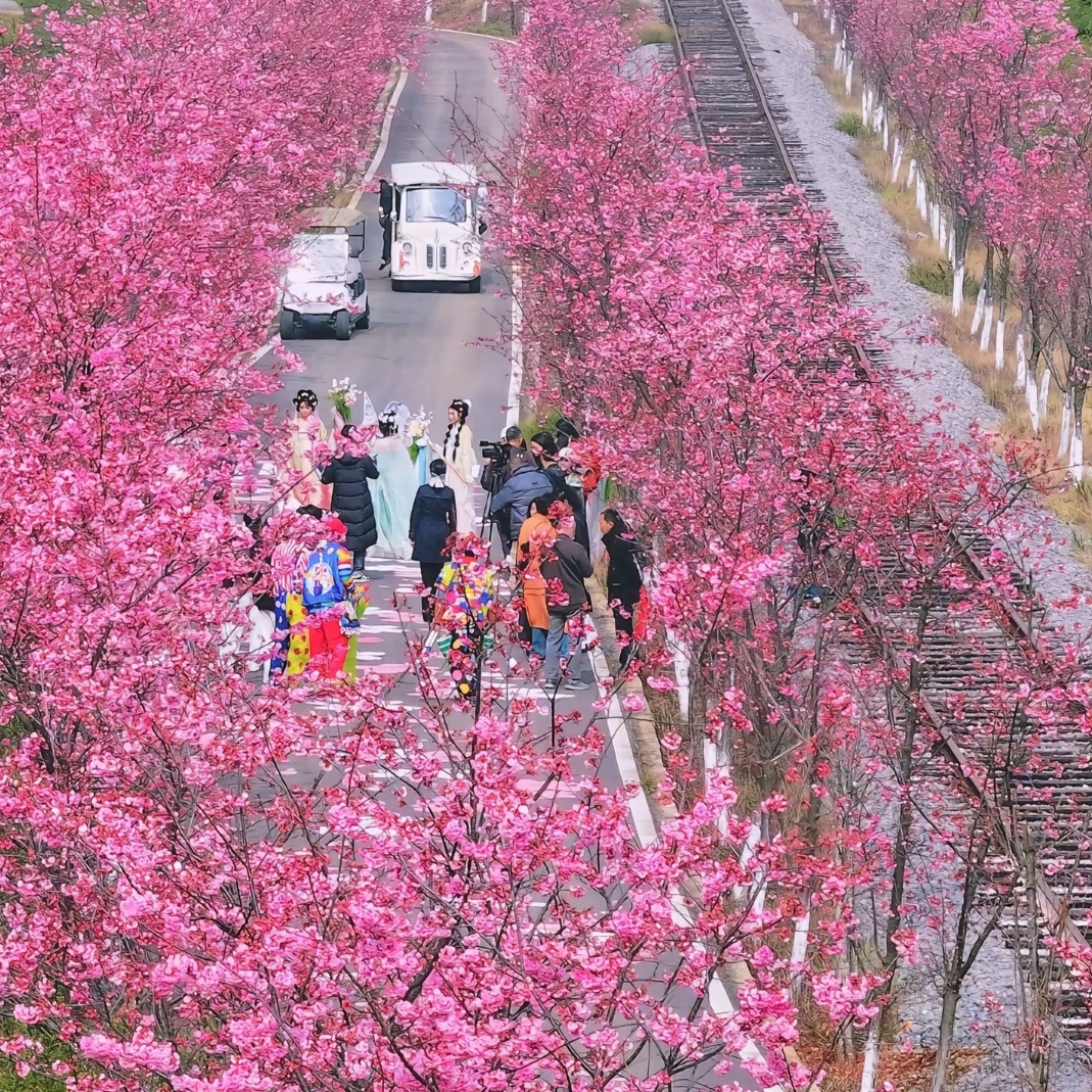 Departing from Cuihu Liruid Hotel 🚗
1.5 hours straight to Fenglong Bay Fairy Tale Town
As soon as you get off, you’ll walk right into a pink cherry blossom tunnel 🌸
🎀 Must-try experiences
✅ Cherry Blossom Mini Train
The vintage green train slowly passes through a sea of pink flowers
Every carriage is filled with romance
Sunlight filters through the blossoms onto the tracks
You won’t be able to stop snapping photos 📸
✅ Flower Path Stroll
The hand-painted petal walkway extends deep into the flower sea
The pink and white patterns complement the cherry blossoms overhead
Every shot looks like a scene from a Korean drama heroine’s story
When the wind blows, petals gently fall on your shoulders
✨ Full fairy tale vibes
European-style pointed cottages hidden among the flowering trees
The vintage locomotive rests at the platform
It feels like it could depart for Hogwarts any second
The cherry blossom forest by the lake reflects on the water
The pink ripples are filled with the softness of spring
💡 Practical Tips
📍 Navigation: Fenglong Bay Fairy Tale Town
⏰ Best time: Before 10 AM (fewer people, better light)
🎫 Tickets: Combo tickets including the mini train are more cost-effective
🍱 Lunch: There’s a fairy tale-themed restaurant inside the scenic area
🚗 Transportation: Driving from Liruid Hotel is the most convenient
Sleep in comfortably at Liruid Hotel
Then head to this pink feast
Return in the evening with a scent of flowers
Enjoy the night view of Cuihu Lake in the city center 🌃
This is the most healing way to experience spring in Kunming