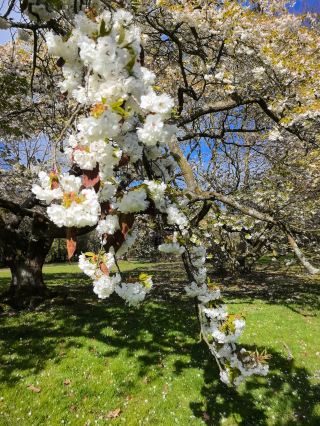 ケルンの穴場秘境、200年の古木が織りなす桜の童話世界