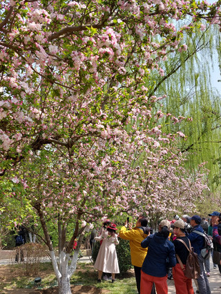 北京海棠花實景攻略