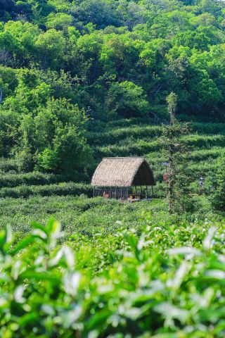 The most beautiful hiking trail in Wuxi! The tea garden sunset is so healing!