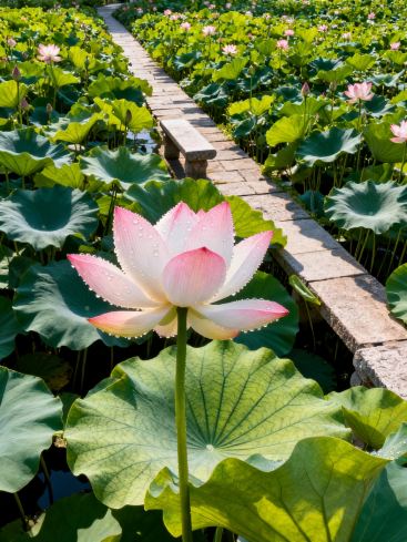 湘北に隠れた夏の秘境、蓮の花とあなたの出会い | Trip.com 桃源