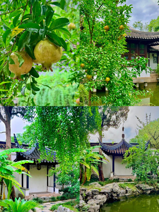 I gave up on Suzhou's gardens—this place is too beautiful