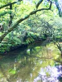 栃木県日光で大自然の中をハイキング【戦場ヶ原】