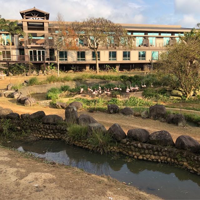 台灣六福莊🦒飯店就是動物園🦏走出陽台非洲草原映入眼簾