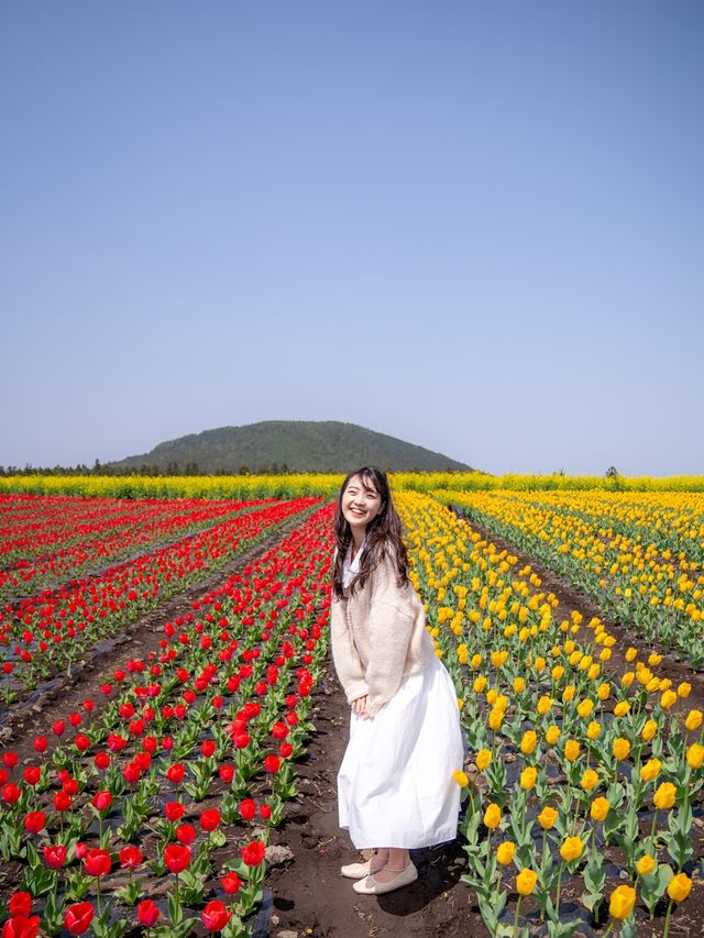 보롬왓의 바람의정원에는 알록달록한 튤립들이 가득!