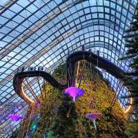 Cloud Forest สิงคโปร์