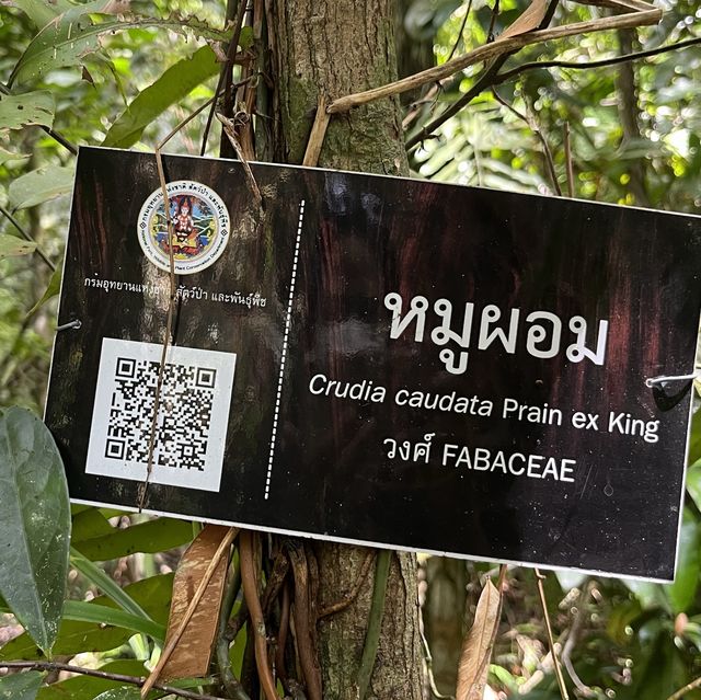 ป่าพรุผืนสุดท้าย.. ป่าพรุโต๊ะแดง​ นราธิวาส​
