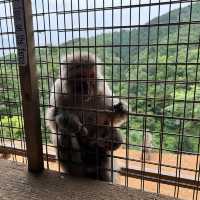Arashiyama Monkey park- Nice views
