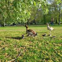 Hidden Gem in London - Hyde Park