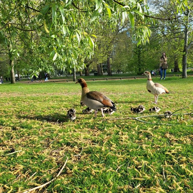 Hidden Gem in London - Hyde Park