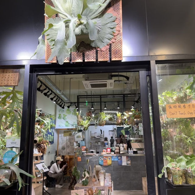 長洲都可以玩到出國旅行咁？！第四站-OXY鹿角蕨cafe🫎