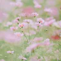 【東京】10月版🗞「国営昭和記念公園」で季節のお花を楽しもう💐