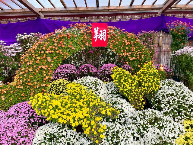 【東京都/亀戸天神者】亀戸天神菊まつり